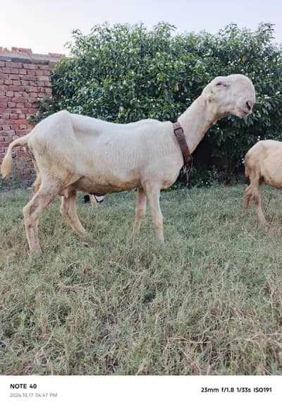 Mundra Breed