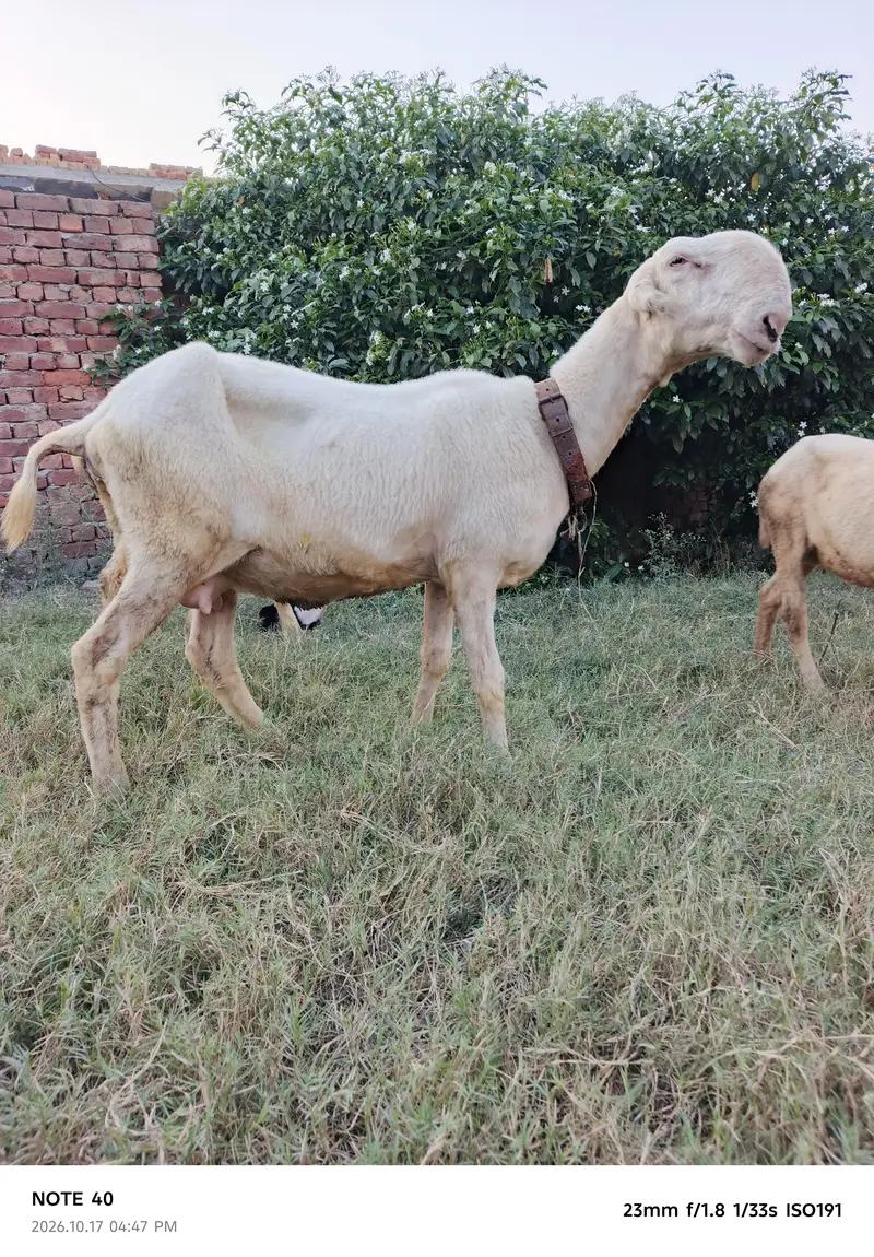 Mundra Breed