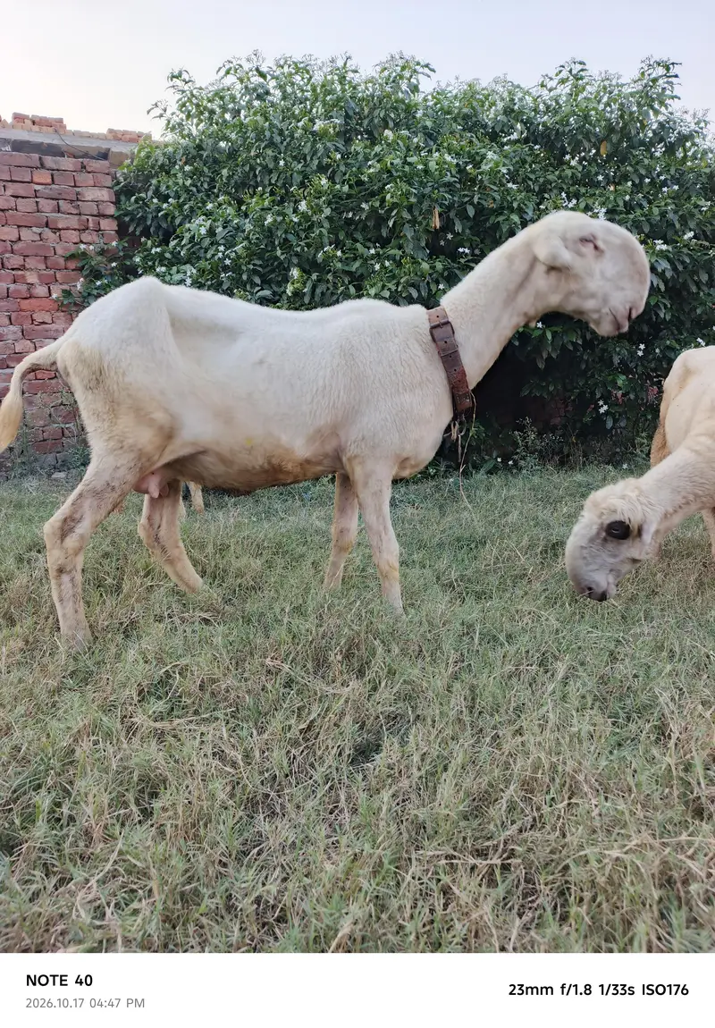 Mundra Breed — photo 2
