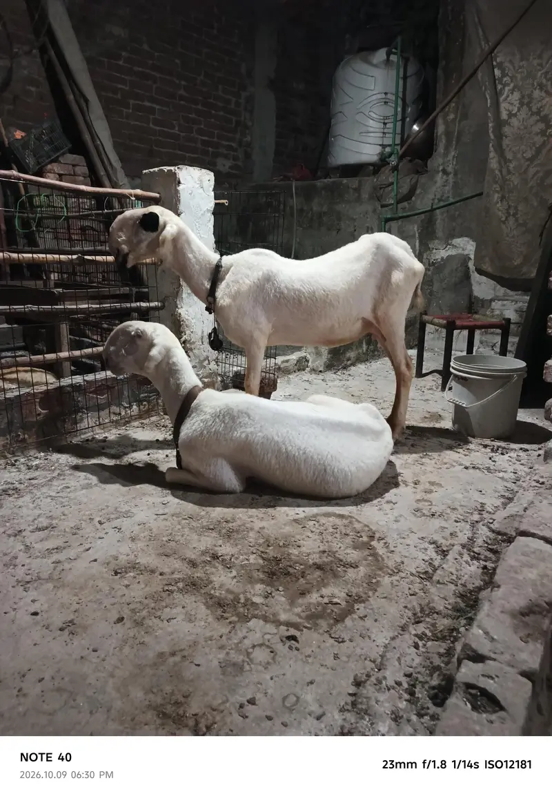 Mundra Breed — photo 3