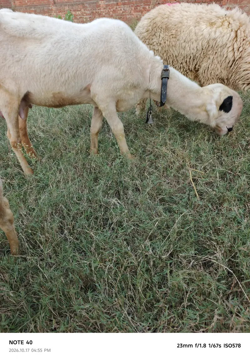 Mundra Breed — photo 4