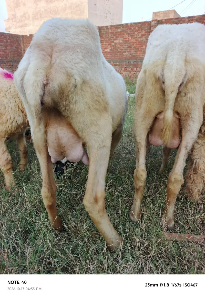 Mundra Breed — photo 5