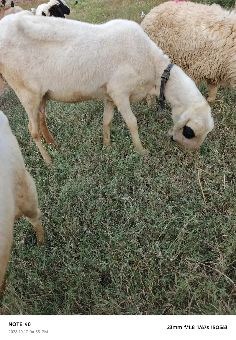 Mundra Breed — photo 6
