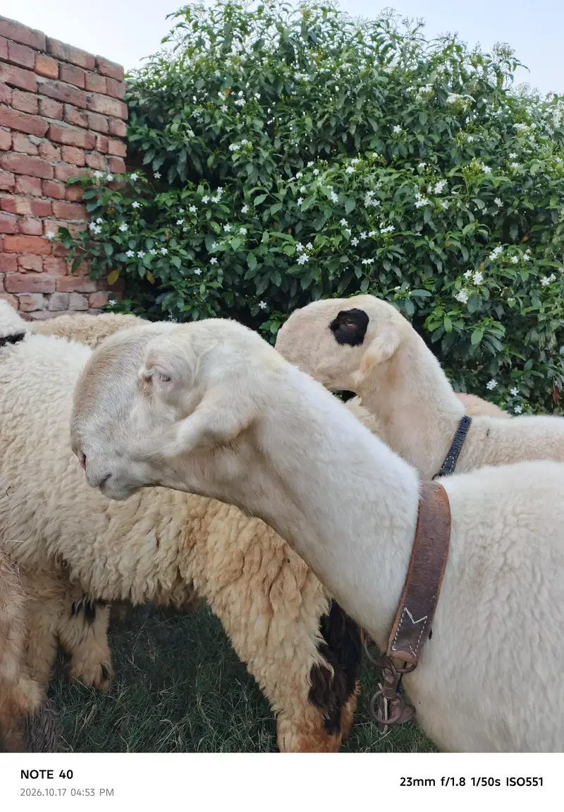 Mundra Breed — photo 7
