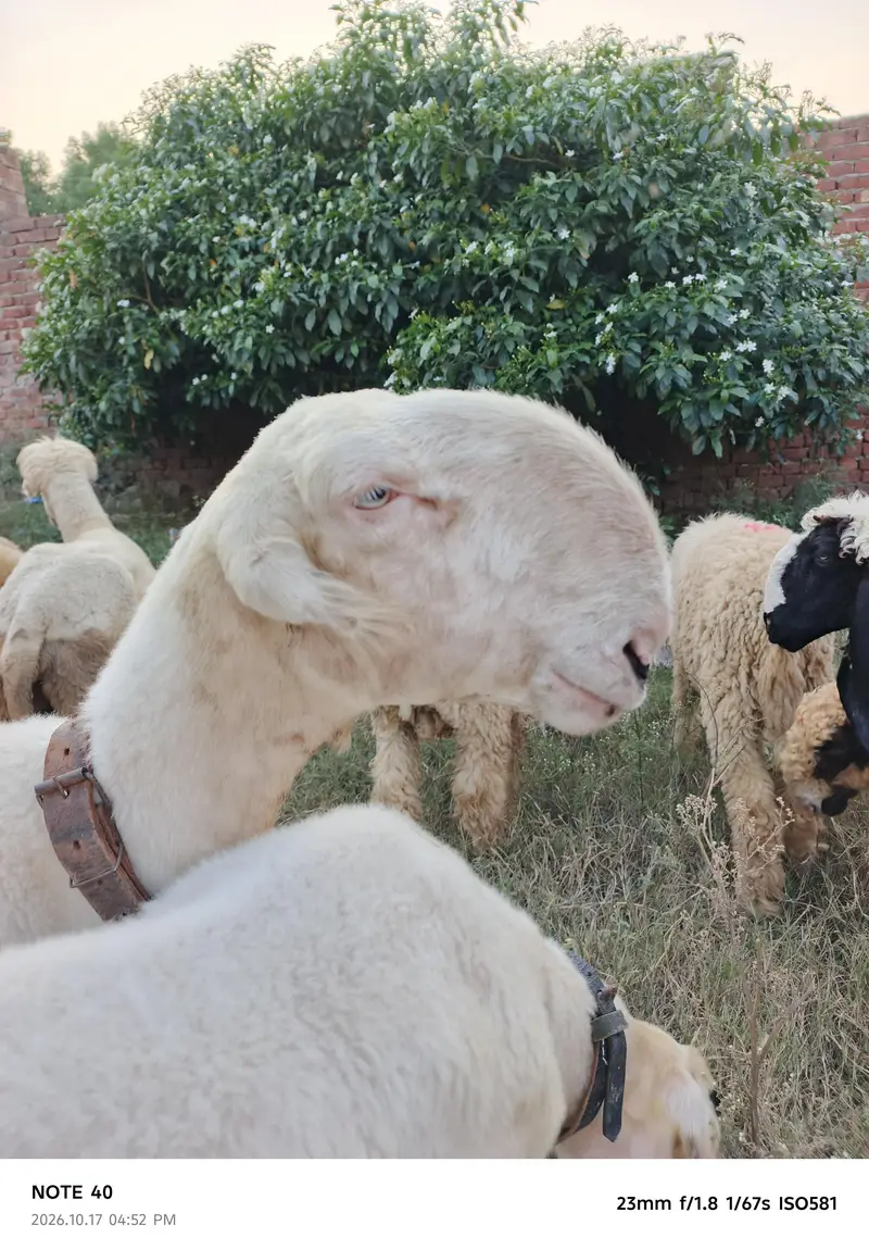 Mundra Breed — photo 8