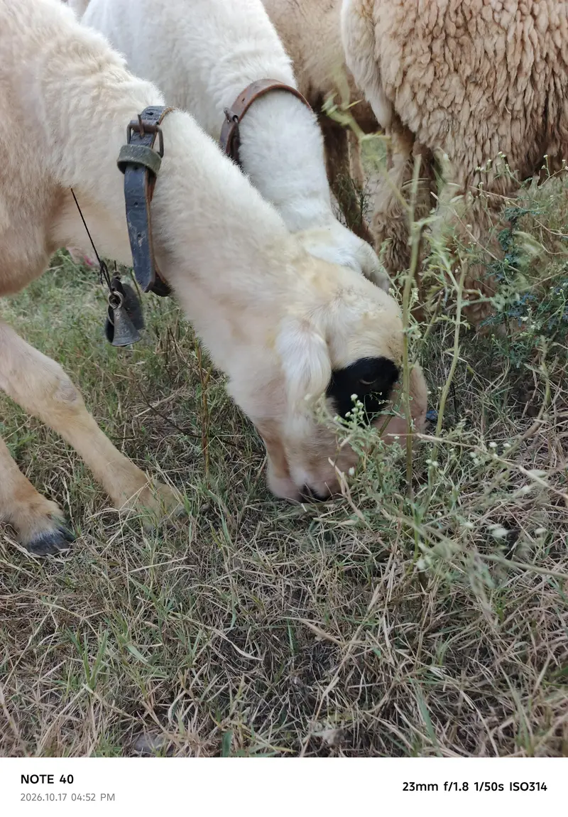 Mundra Breed — photo 9