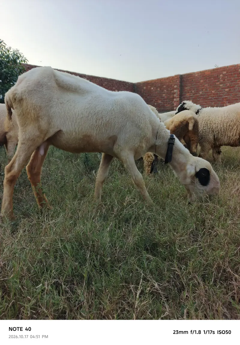 Mundra Breed — photo 10