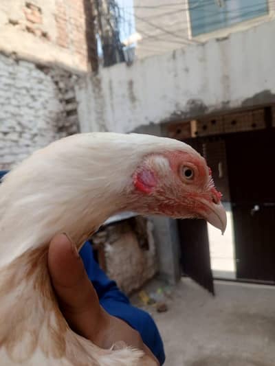 aseel hen high quality