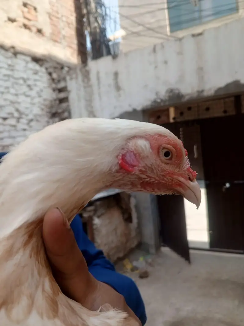 aseel hen high quality