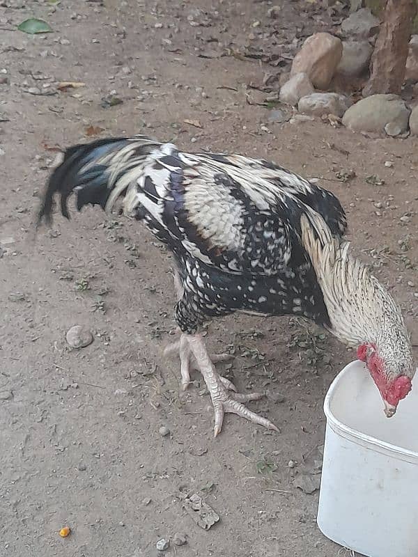 Aseel Roaster 5