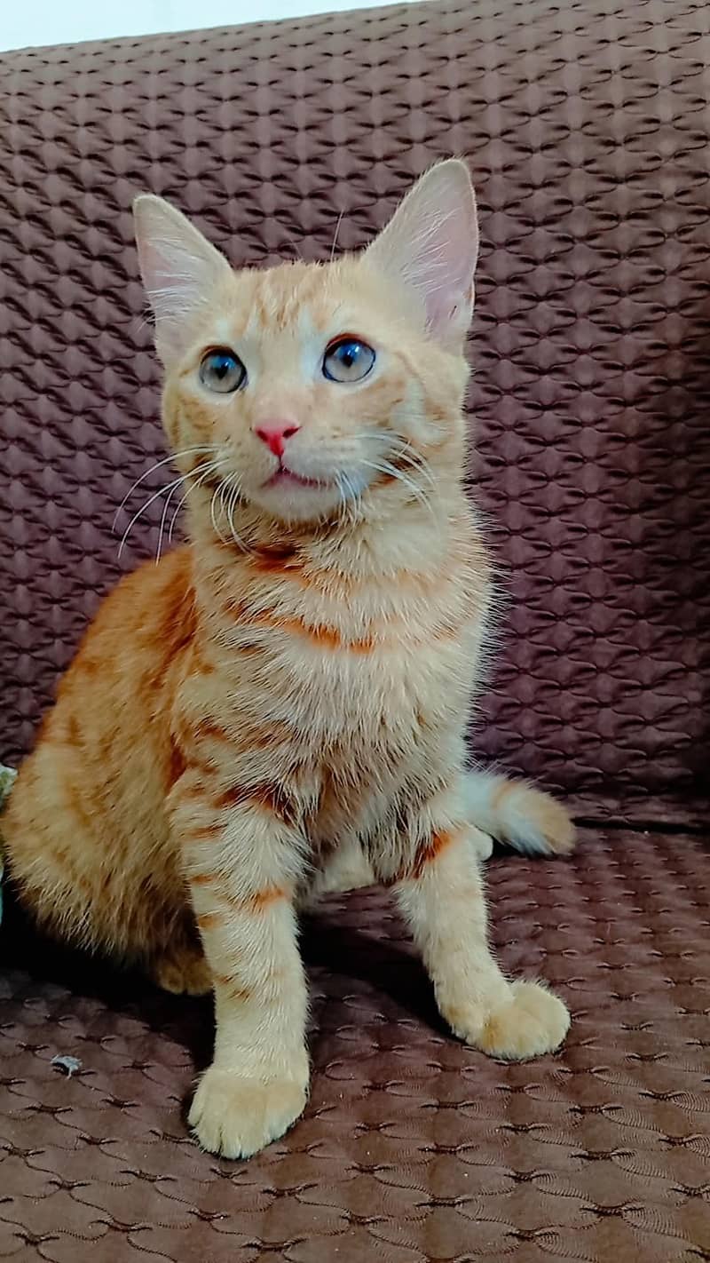 Brown Cat 1