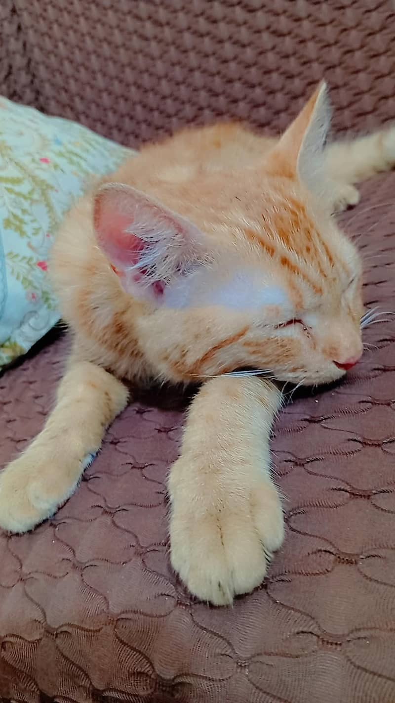 Brown Cat 2