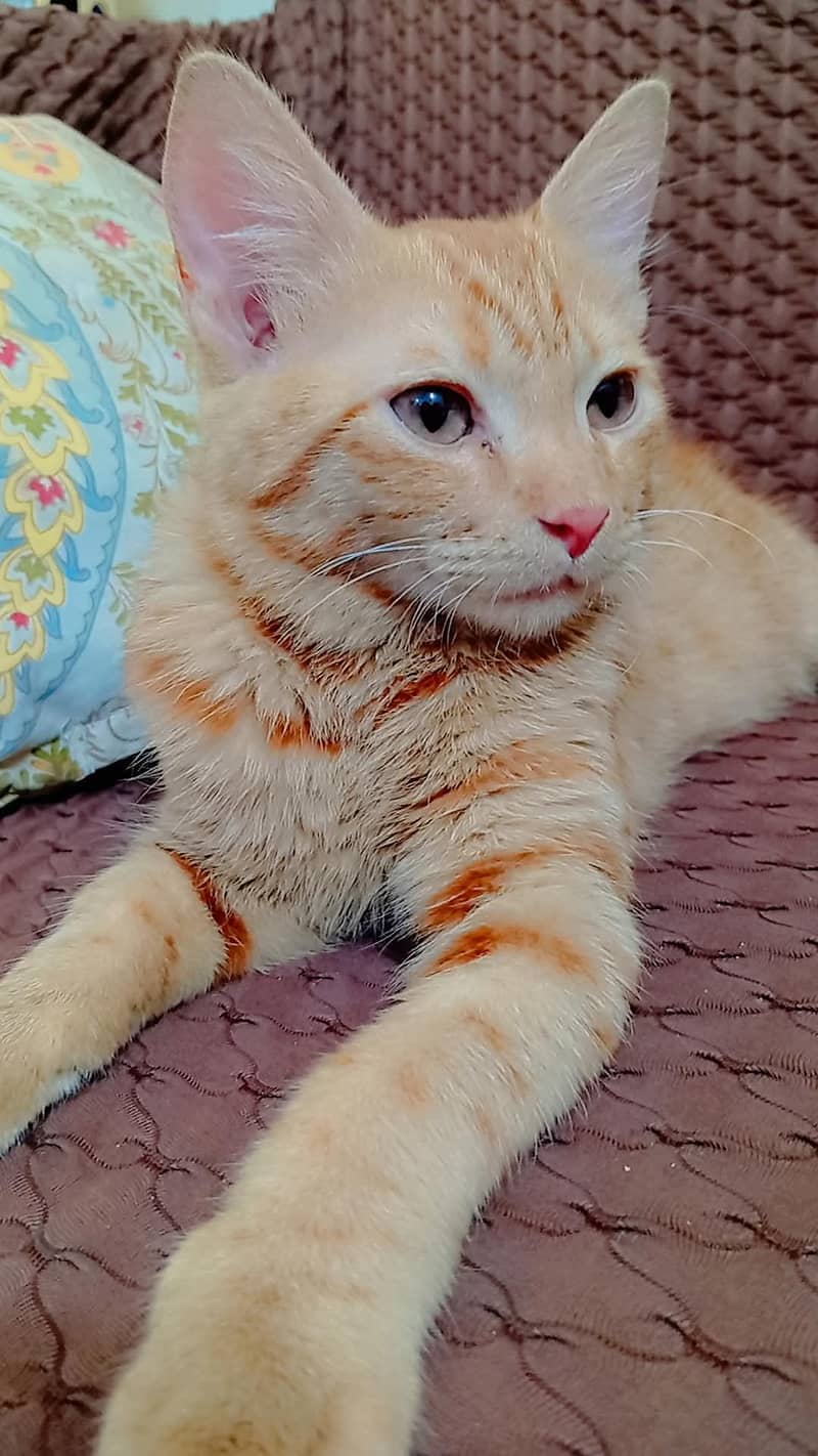 Brown Cat 3
