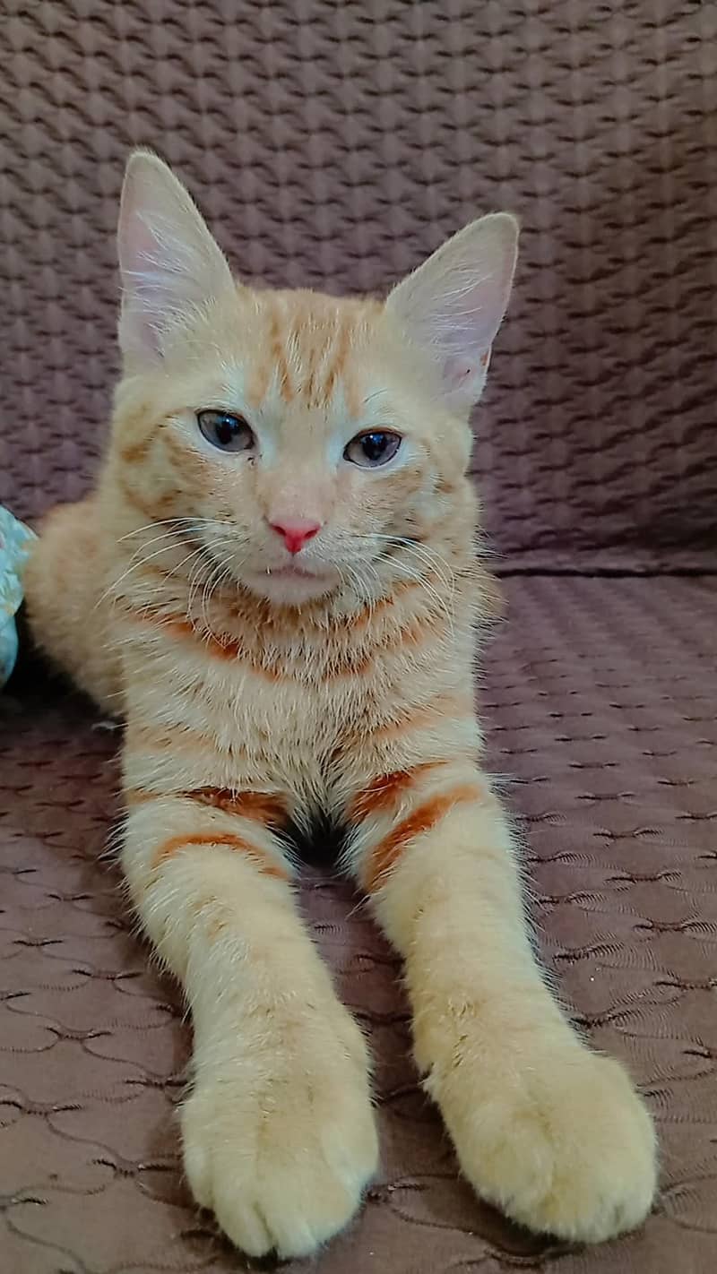 Brown Cat 4