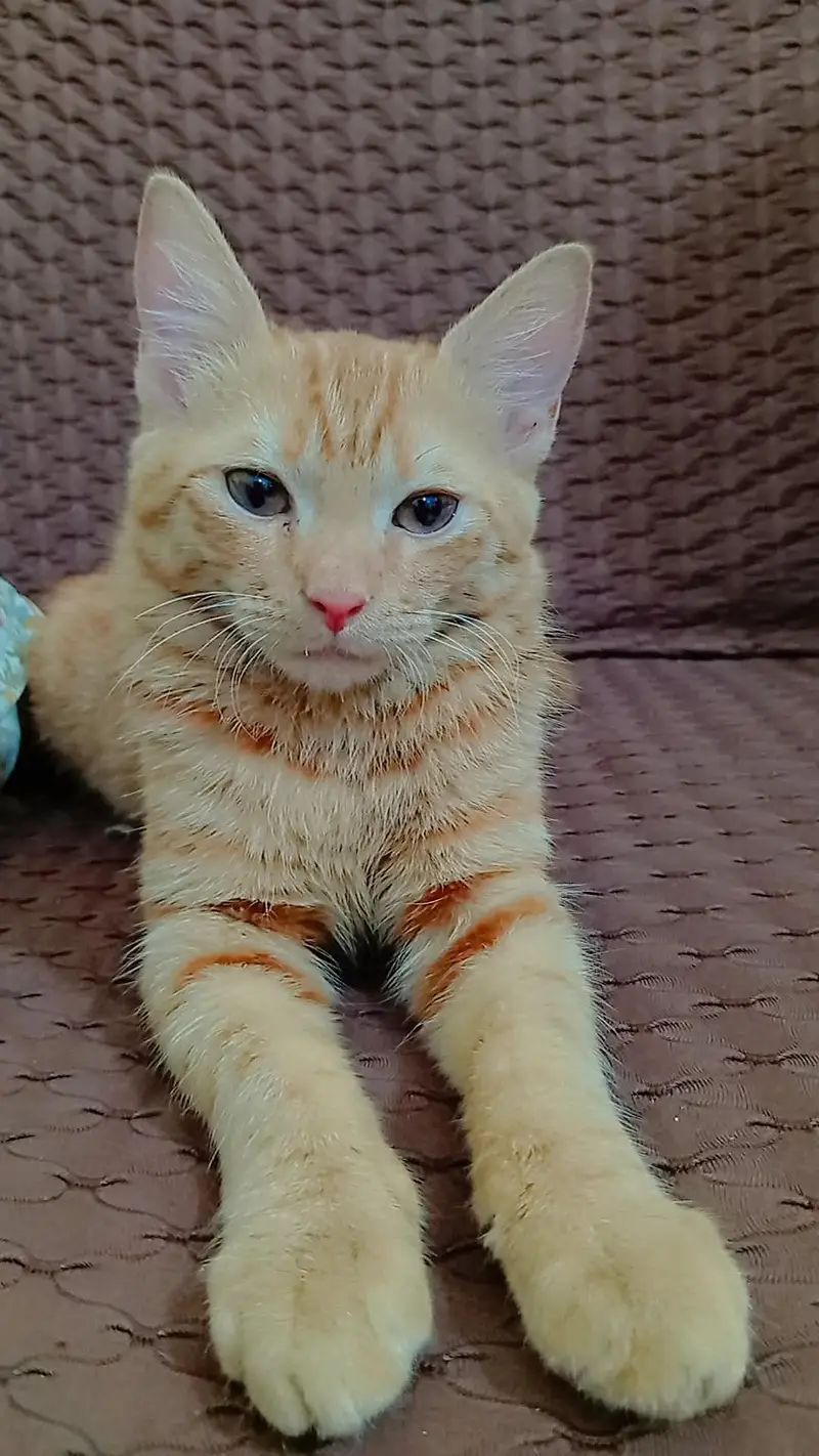 Brown Cat — photo 5