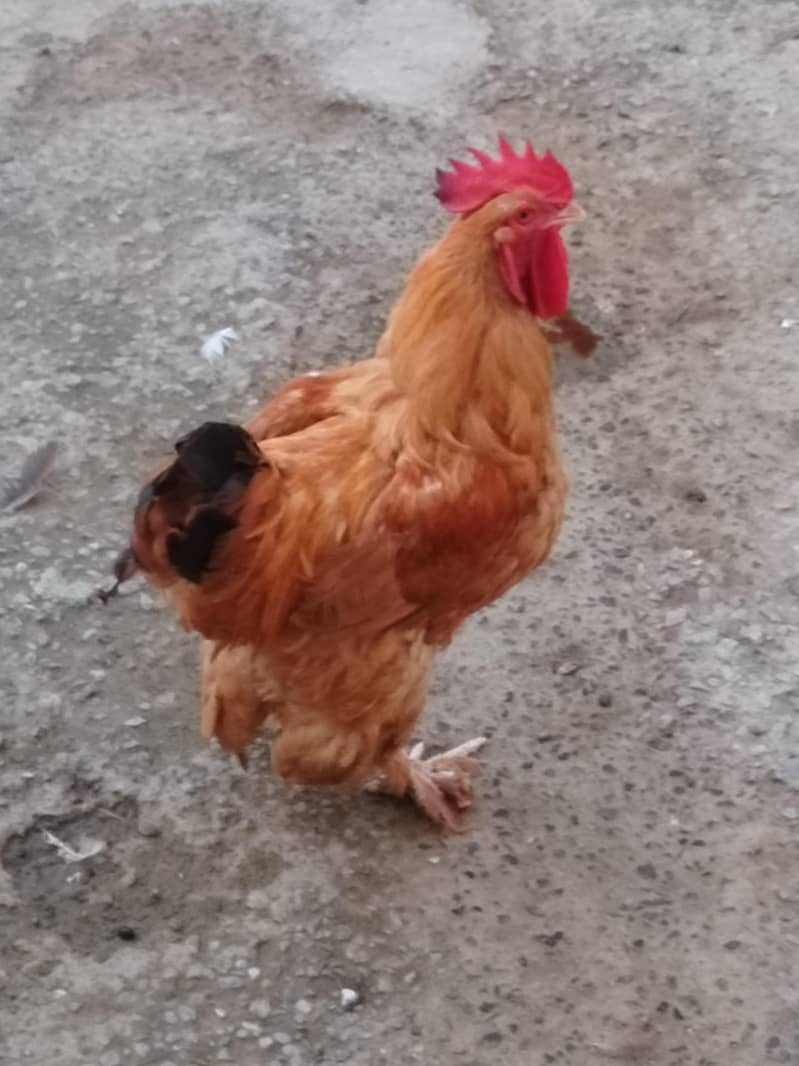 GOLDEN BUF 0