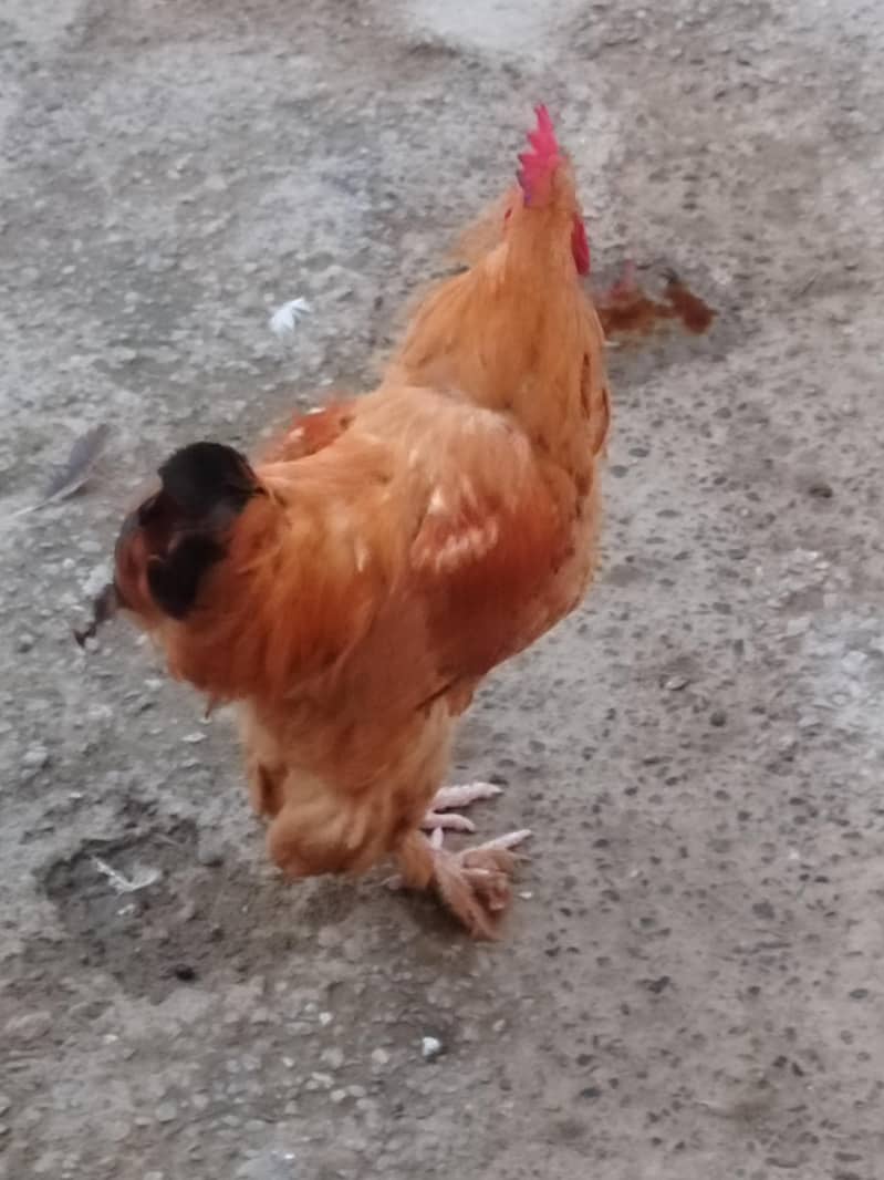 GOLDEN BUF 1