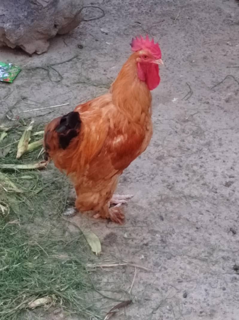 GOLDEN BUF 2