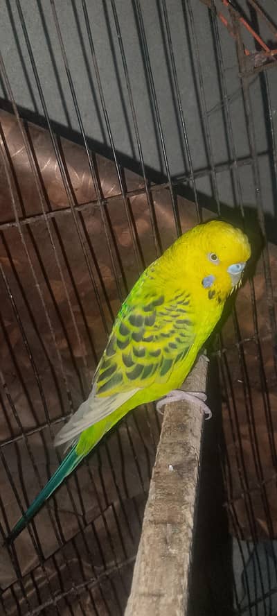 budgies love birds