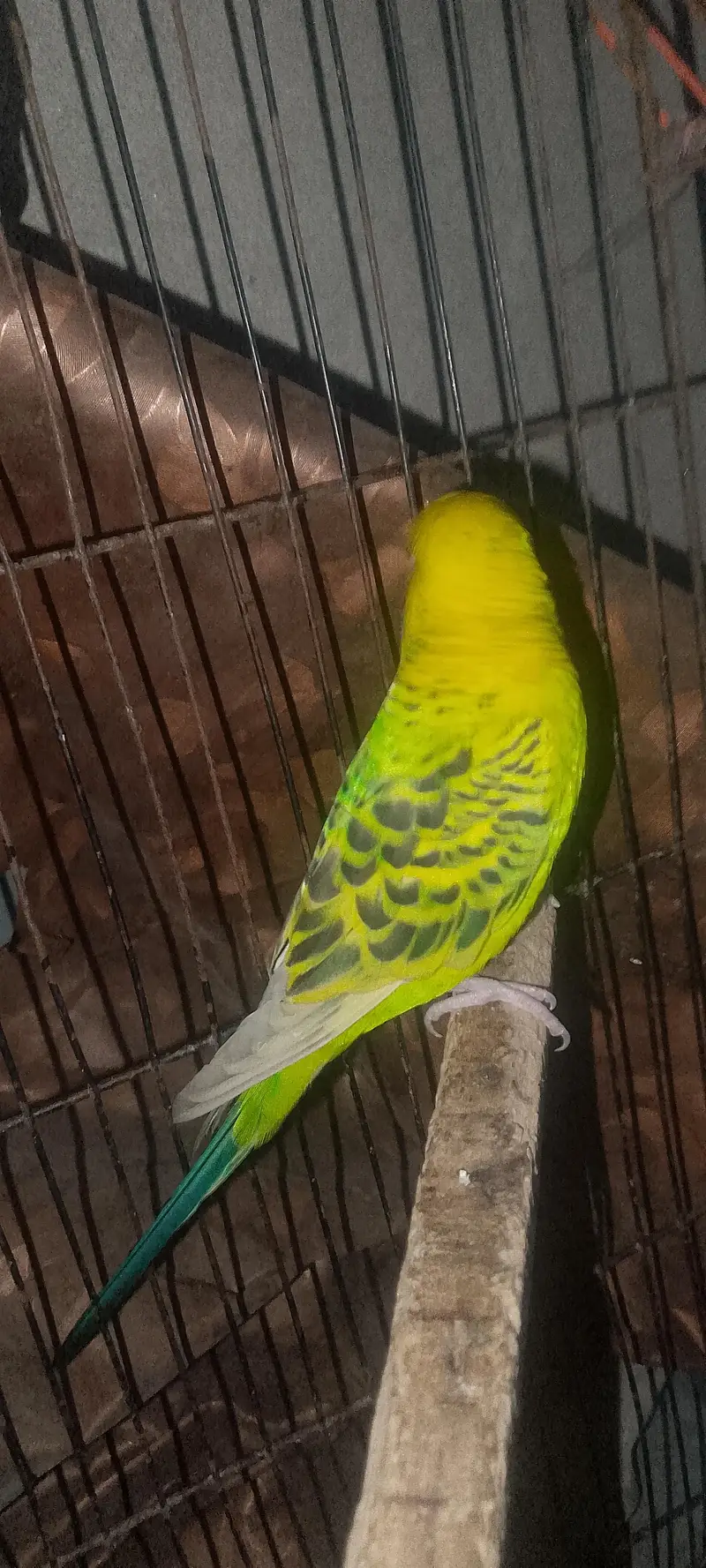 budgies love birds — photo 2