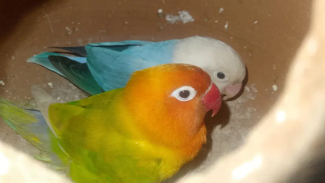 budgies love birds — photo 3