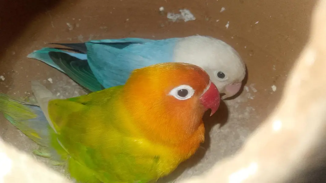 budgies love birds — photo 4