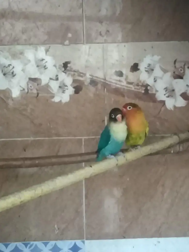 budgies love birds — photo 5
