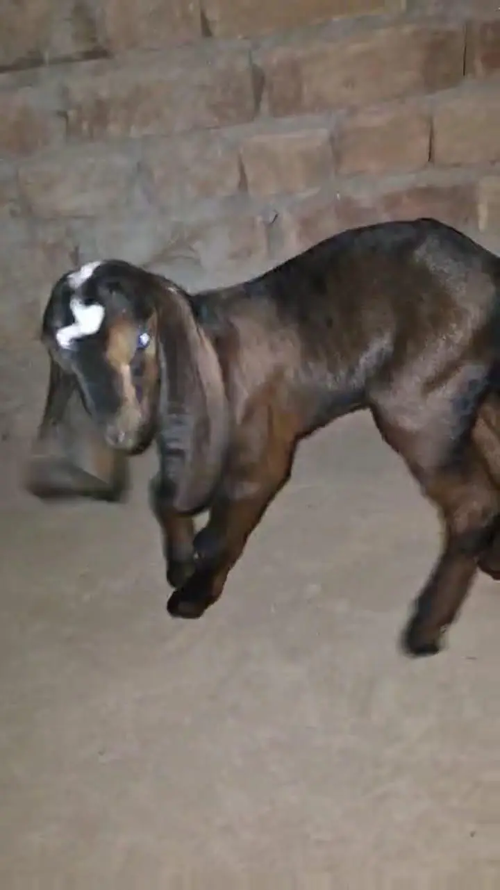 3  Nagra Male baby For sale — photo 2