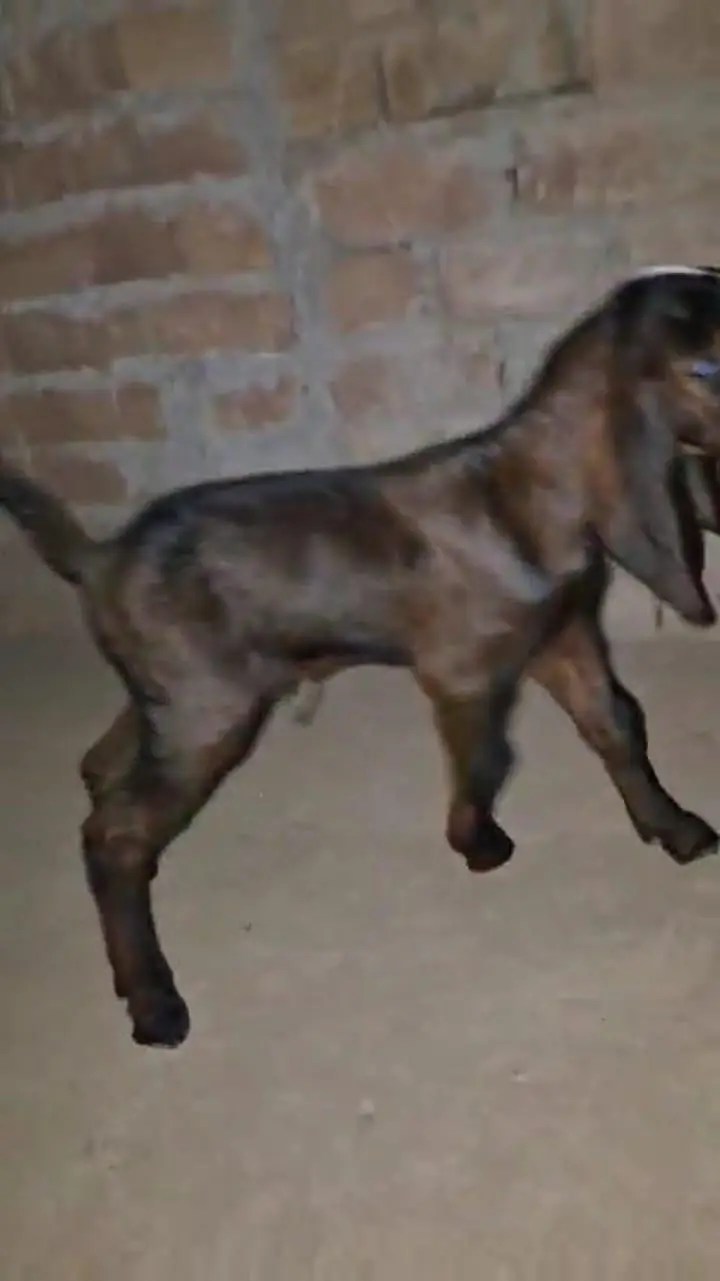 3  Nagra Male baby For sale — photo 3