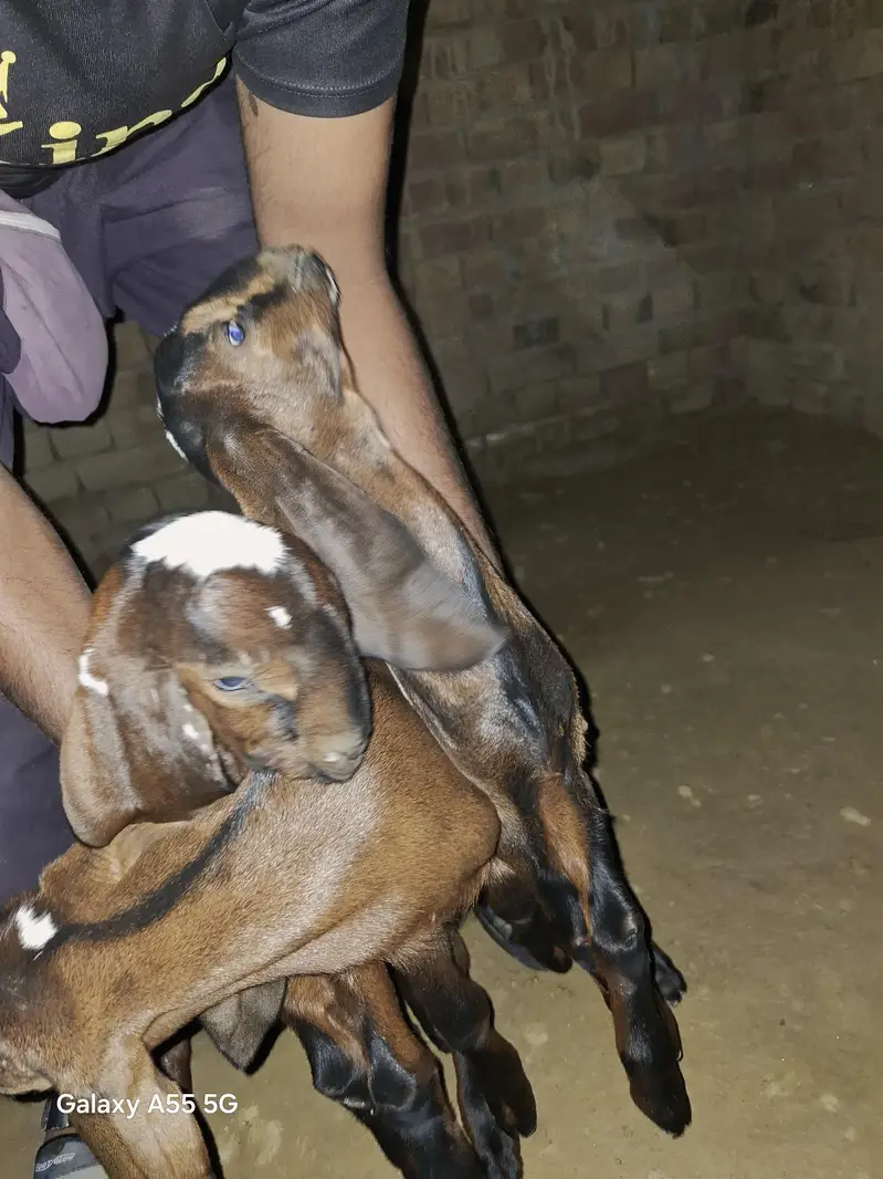 3  Nagra Male baby For sale — photo 6