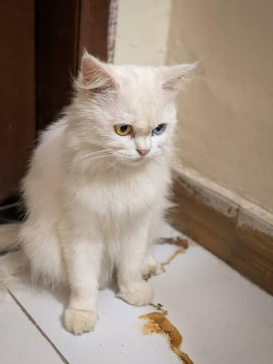 White Persian Cat