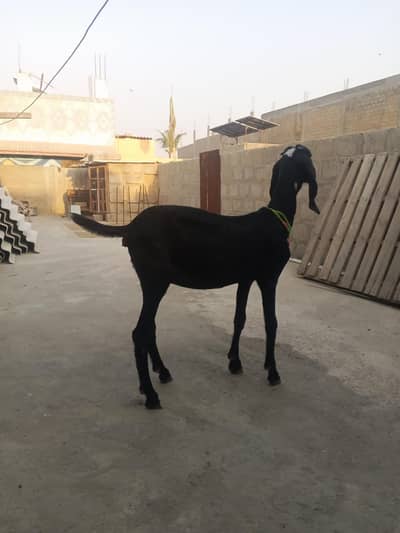 Lailpuri path beetal