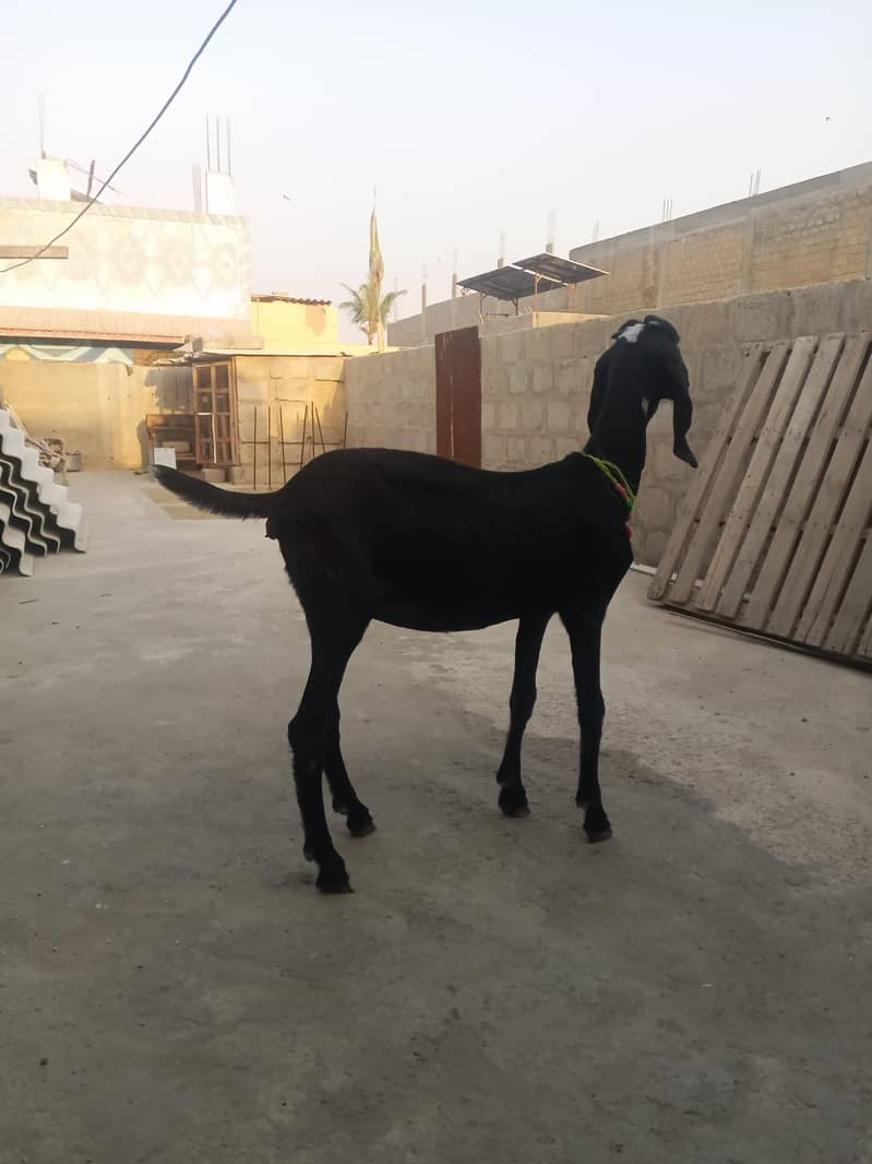 Lailpuri path beetal 0