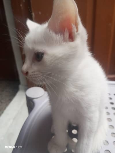 haki lafafy for sale