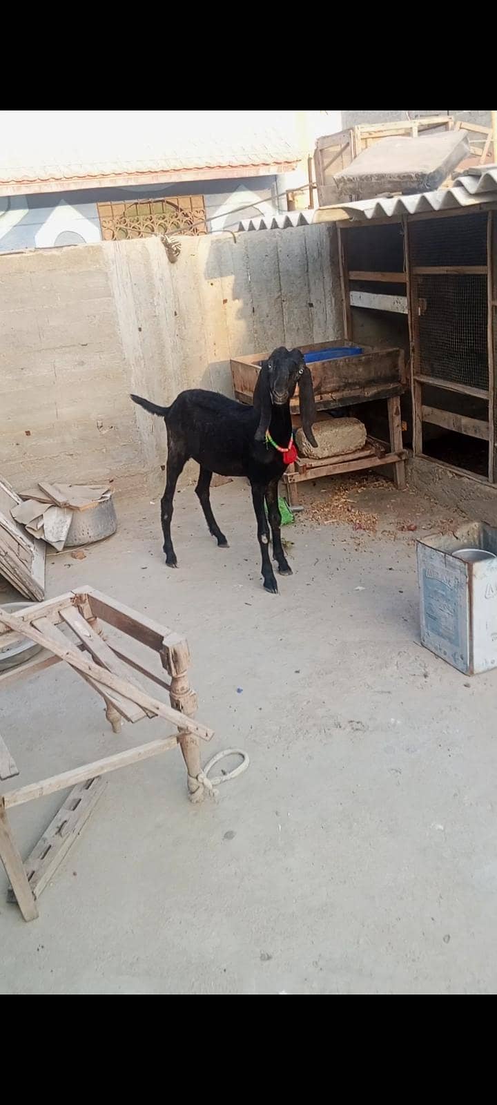 Lailpuri path beetal 2