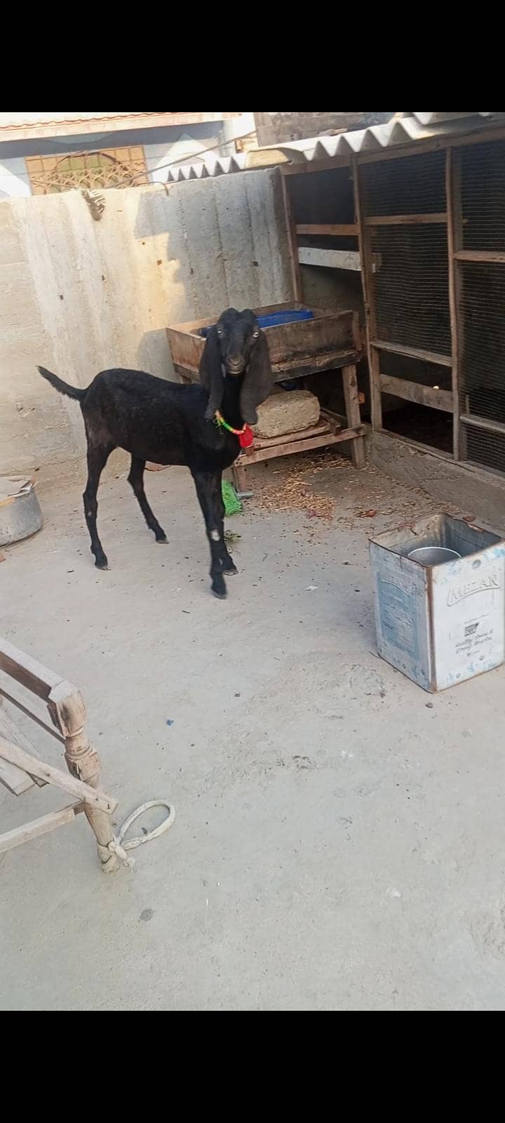 Lailpuri path beetal 3