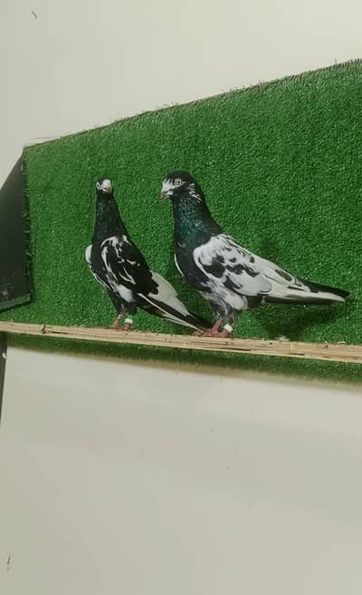rampuri pair