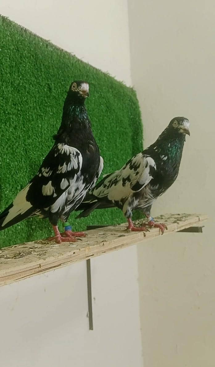 rampuri pair 1