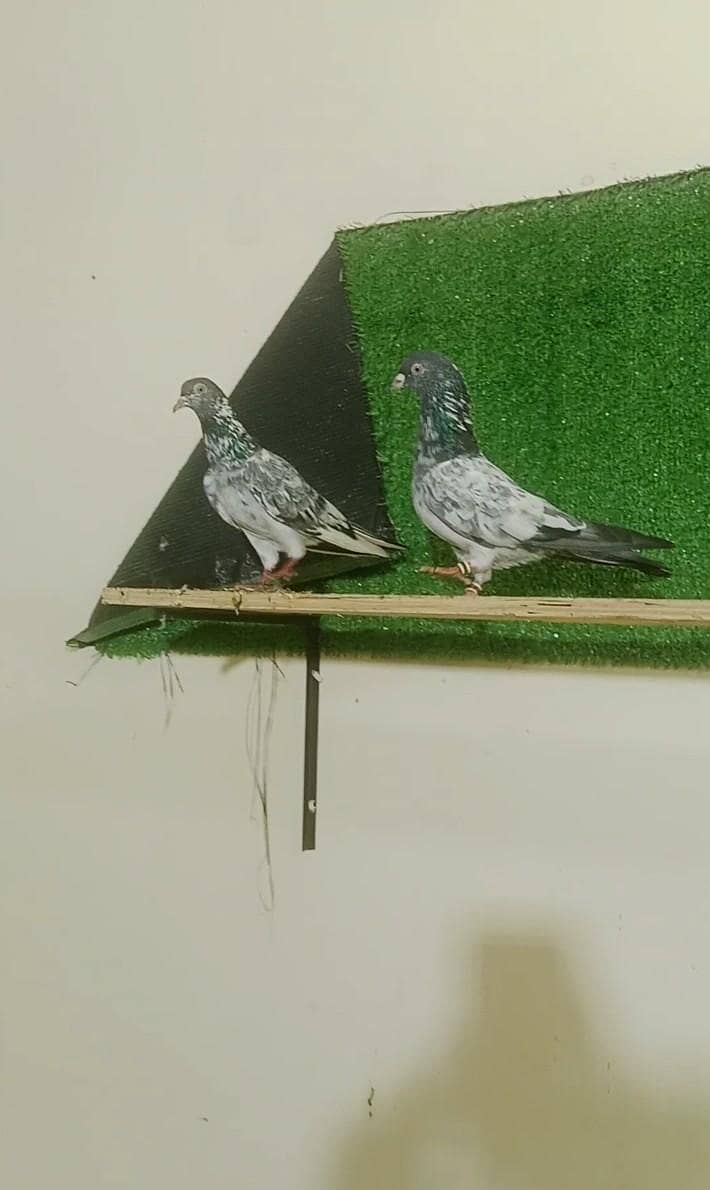 rampuri pair 4