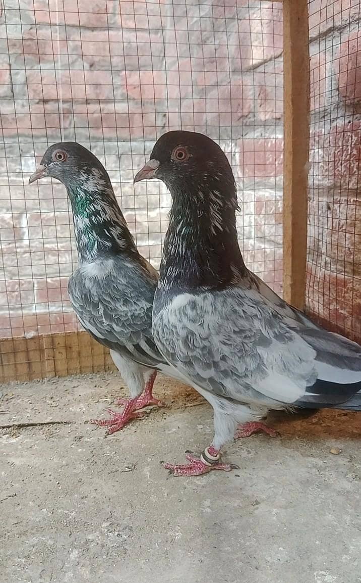 rampuri pair 5