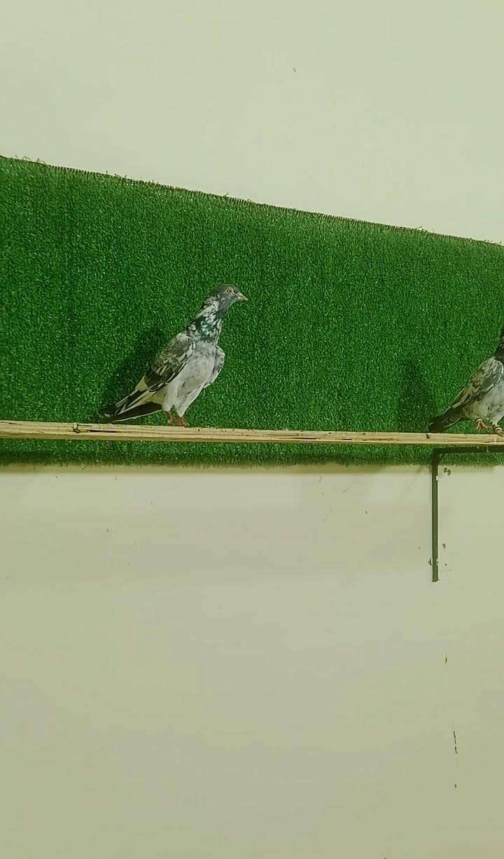 rampuri pair 6
