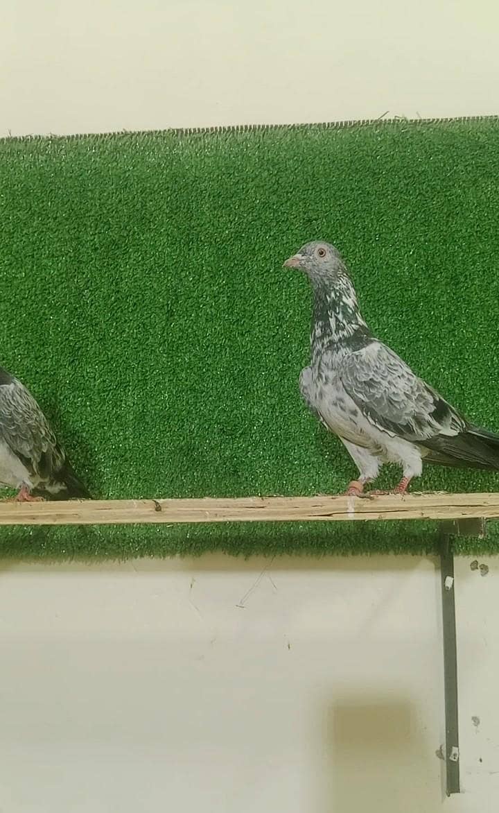 rampuri pair 10
