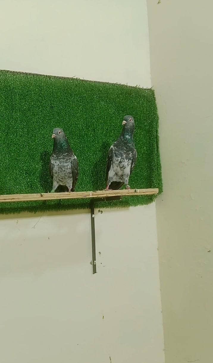 rampuri pair 13