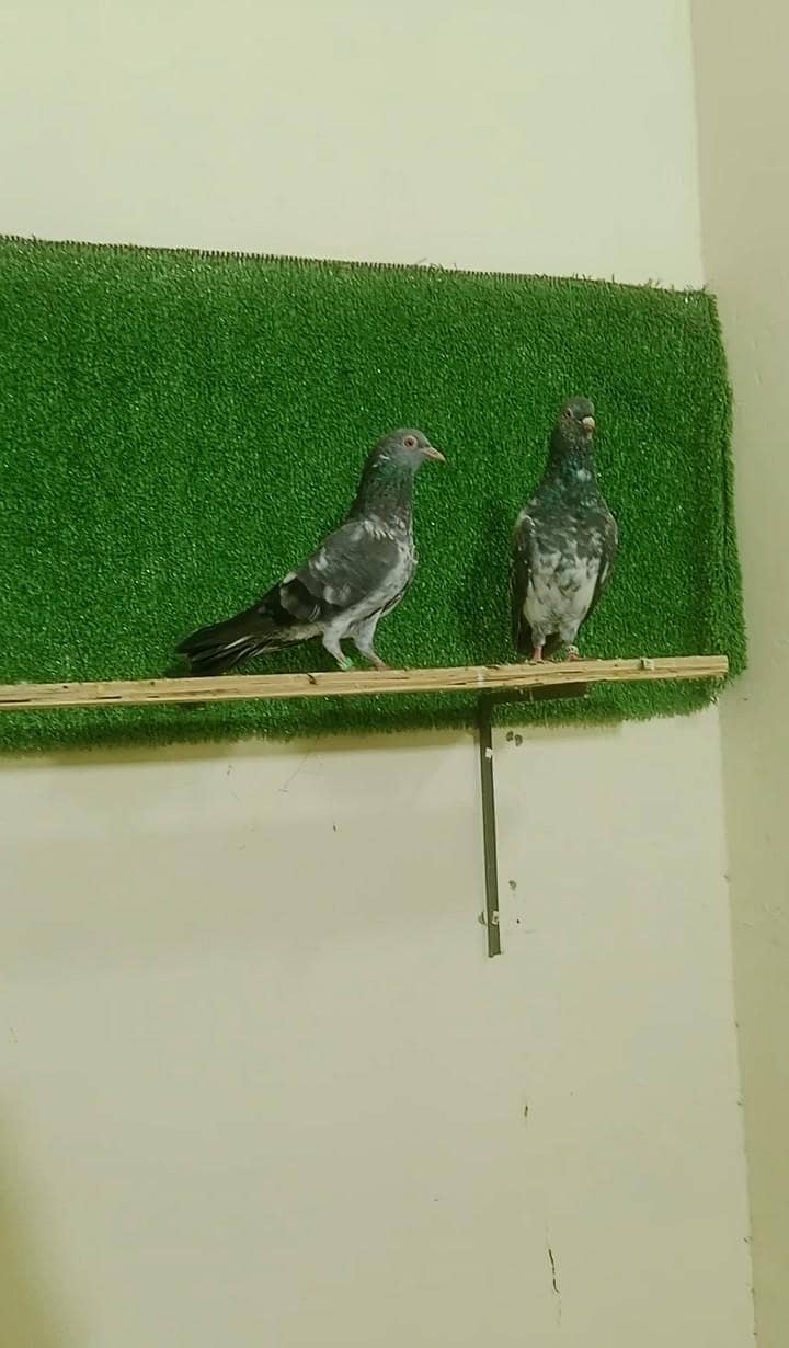 rampuri pair 14