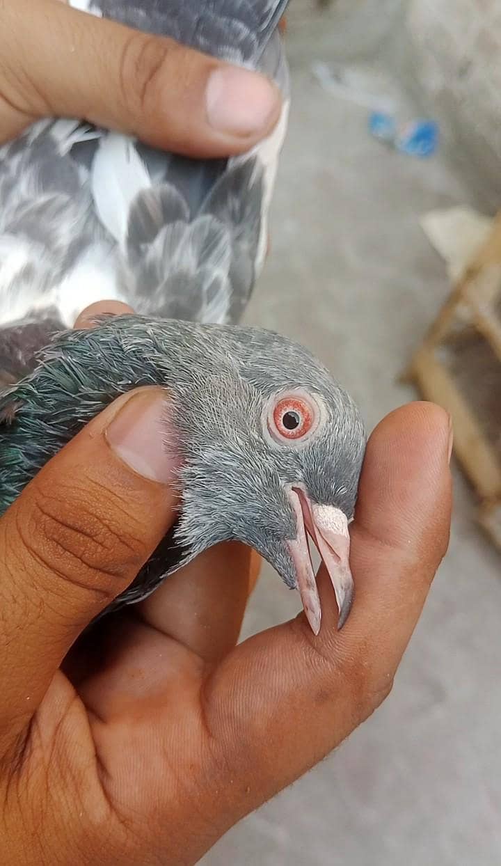 rampuri pair 15