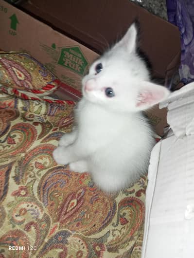 cat for sale