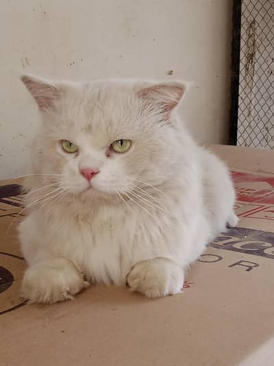 Persian breeder white male confirm breeder