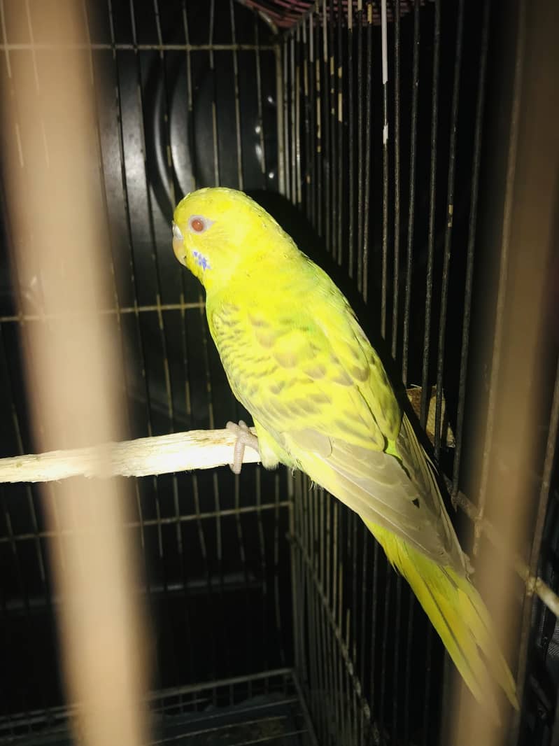 Fellow female 1