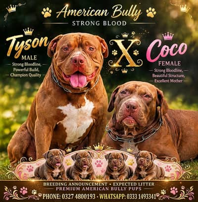 Heavy Bone & Broad Head American Bully Puppies For Sale