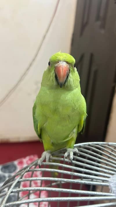 ringneck female and raw parrot for sale